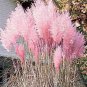 Rare Colorful Pampas Grass Cortaderia 300 seeds