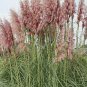 Rare Colorful Pampas Grass Cortaderia 300 seeds