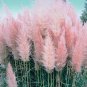 Rare Colorful Pampas Grass Cortaderia 300 seeds