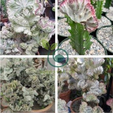 Lactea Bonsai 200 seeds