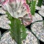 Lactea Bonsai 200 seeds