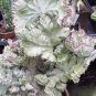 Lactea Bonsai 200 seeds