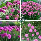 Rare Armeria Maritima 200 seeds