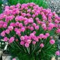 Rare Armeria Maritima 200 seeds