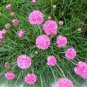 Rare Armeria Maritima 200 seeds