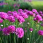 Rare Armeria Maritima 200 seeds