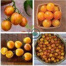 Sunrise Bumble Bee Tomato Sweet Tangy Fruit  200 Seeds