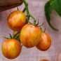 Sunrise Bumble Bee Tomato Sweet Tangy Fruit  200 Seeds