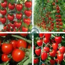 Tomatoberry Garden Hybrid Tomato 200 Seeds