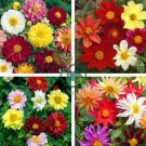 Mix Dahlia Hybrida Dwarf Dahlia 60 Seeds
