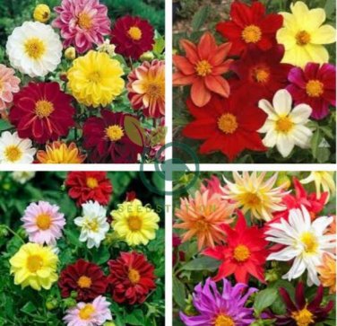 Mix Dahlia Hybrida Dwarf Dahlia 60 Seeds