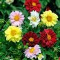 Mix Dahlia Hybrida Dwarf Dahlia 60 Seeds