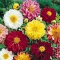 Mix Dahlia Hybrida Dwarf Dahlia 60 Seeds