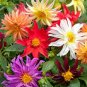 Mix Dahlia Hybrida Dwarf Dahlia 60 Seeds