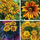 Gazania Splendens Mixed Flower 40 Seeds