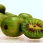 Exotic Fruits Hardy Kiwi Vine Fruit Delicious Fruits  60 seeds