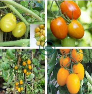 Roma Yellow Little Tomato Plant 40 seeds