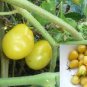 Roma Yellow Little Tomato Plant 40 seeds