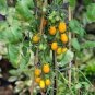 Roma Yellow Little Tomato Plant 40 seeds