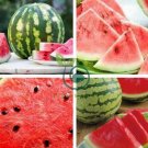 Long Black Sweet Juicy Water Melon 20 seeds