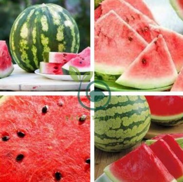 Long Black Sweet Juicy Water Melon 20 seeds