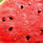 Long Black Sweet Juicy Water Melon 20 seeds