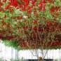 Perennial Tomato Giant Trees 10 seeds