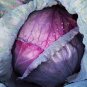 Genuine Heirloom Red Acre Cabbage 20 Seeds