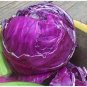 Genuine Heirloom Red Acre Cabbage 20 Seeds