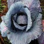 Genuine Heirloom Red Acre Cabbage 20 Seeds