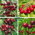 Rare Red Sweet Cherry Fruit Plant 10 Seeds