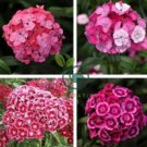 Dianthus barbatus L. American Pink Perennial Flowers 100 Seeds