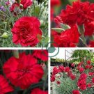 Red Carnation Flower Dianthus Caryophyllus 60 seeds