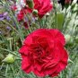 Red Carnation Flower Dianthus Caryophyllus 60 seeds
