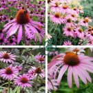 Cream & Sugar Echinacea x hybrida Elegant Bloom Coneflower 400 Seeds