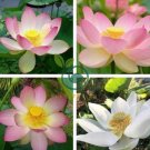 Heirloom 'Bai Xu' White Lotus (Nelumbo Nucifera) 2 Seeds