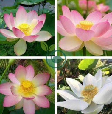 Heirloom 'Bai Xu' White Lotus (Nelumbo Nucifera) 2 Seeds