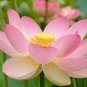 Heirloom 'Bai Xu' White Lotus (Nelumbo Nucifera) 2 Seeds