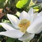 Heirloom 'Bai Xu' White Lotus (Nelumbo Nucifera) 2 Seeds