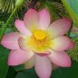 Heirloom 'Bai Xu' White Lotus (Nelumbo Nucifera) 2 Seeds