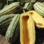 Delicata Little Sweet Squash Organic 20 Seeds