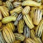 Delicata Little Sweet Squash Organic 20 Seeds