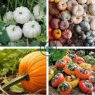 Bi-colored Ornamental Pumpkin with Five Pairs Edges Cucurbita  16 Seeds