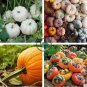 Bi-colored Ornamental Pumpkin with Five Pairs Edges Cucurbita  16 Seeds