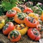 Bi-colored Ornamental Pumpkin with Five Pairs Edges Cucurbita  16 Seeds