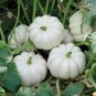 Bi-colored Ornamental Pumpkin with Five Pairs Edges Cucurbita 16 Seeds