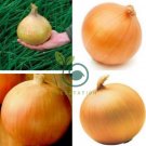 Allium Cepa Yellow Round Onions Vegetables 2000 Seeds
