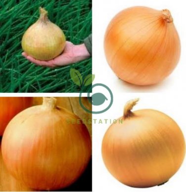 Allium Cepa Yellow Round Onions Vegetables 2000 Seeds