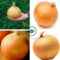 Allium Cepa Yellow Round Onions Vegetables 2000 Seeds
