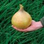 Allium Cepa Yellow Round Onions Vegetables 2000 Seeds